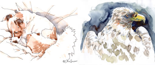 Animal Sketching – tierisch einfache Skizzen